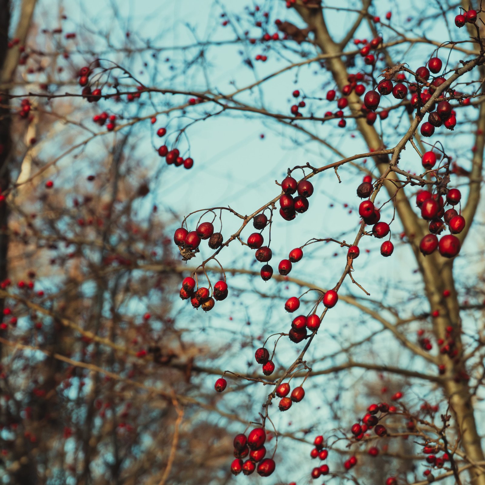 Aperçu Captures Créatives