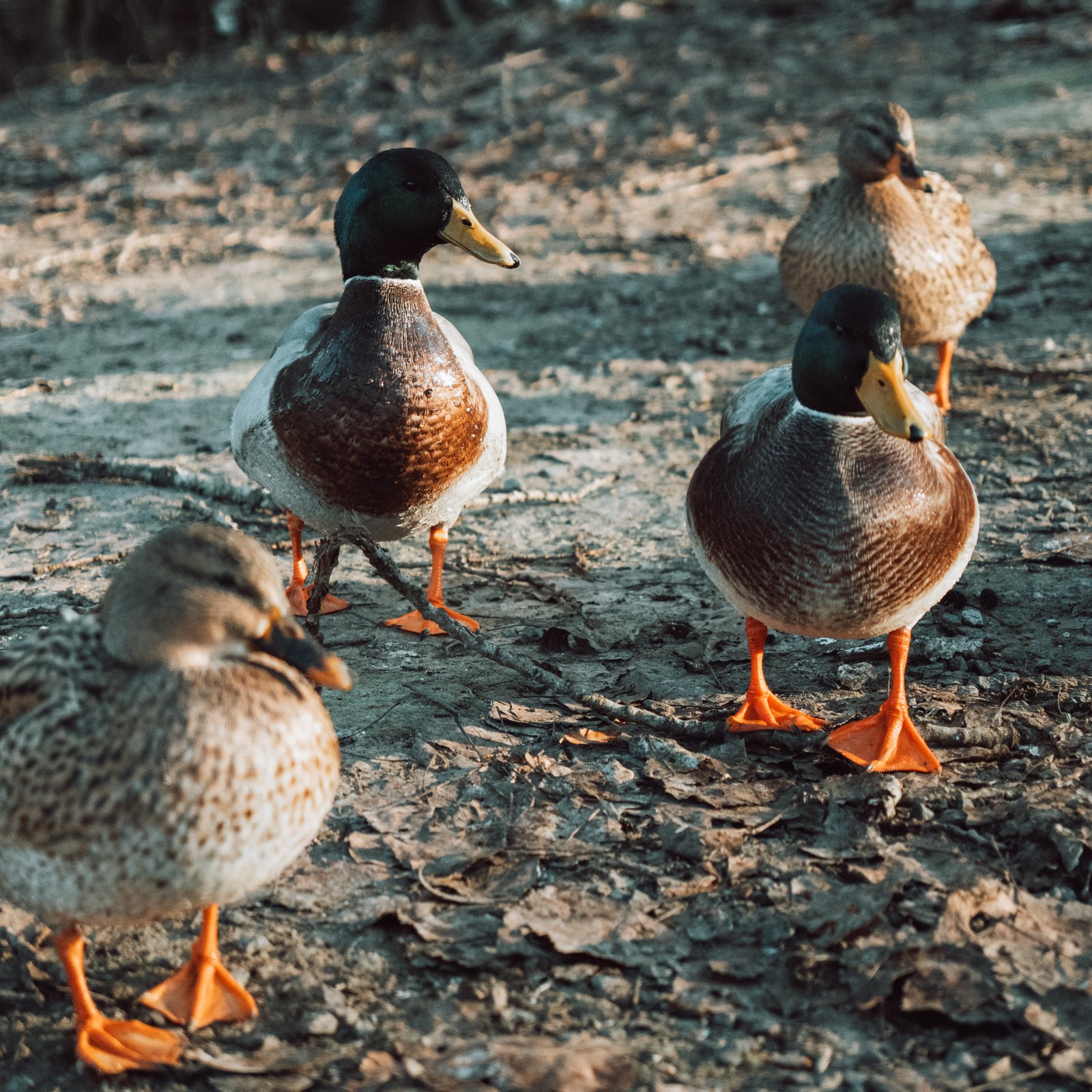 Aperçu Captures Créatives