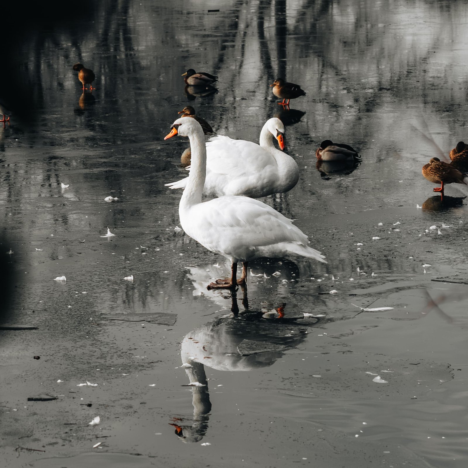 Aperçu Captures Créatives