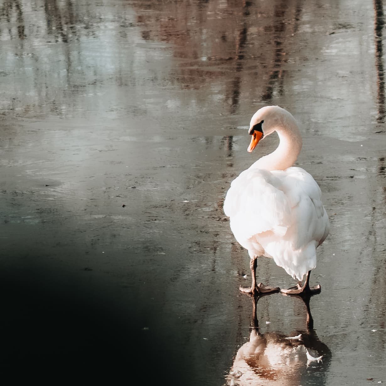 Aperçu Captures Créatives