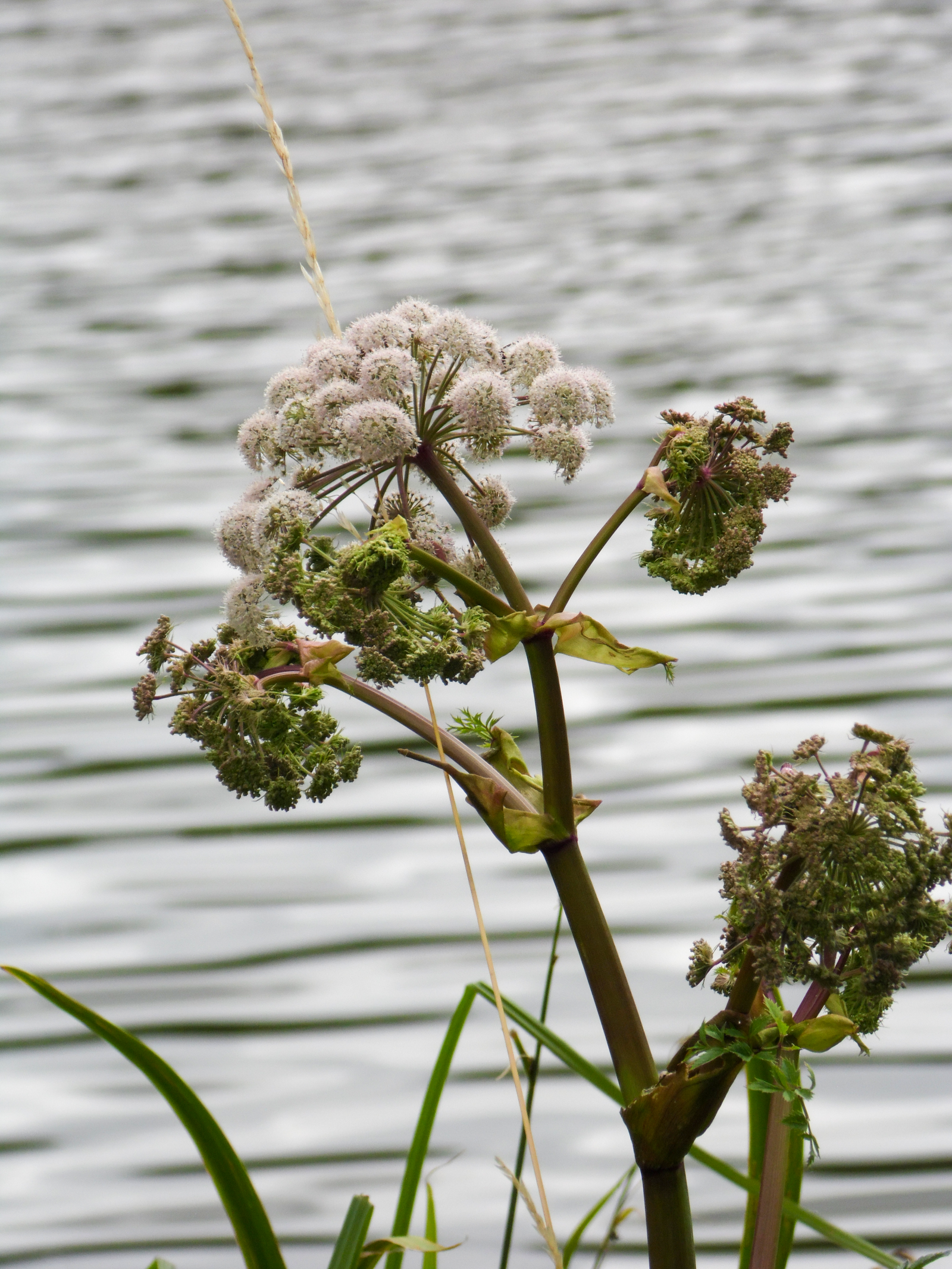 Aperçu Captures Créatives